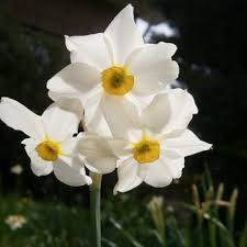Check spelling or type a new query. Flowers That Begin With N A To Z Flowers
