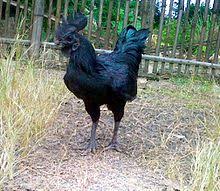 Black and white 2 game guide & walkthrough by gamepressure.com. Ayam Cemani Wikipedia