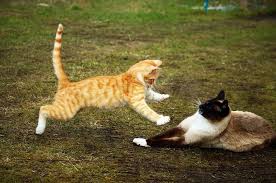 We did not find results for: Kucing Sering Berkelahi Ada 4 Fakta Di Balik Perkelahian Kucing Semua Halaman Bobo