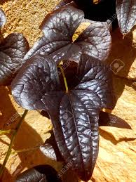 We did not find results for: Close Up Of The Leaves Of The Ornamental Sweet Potato Vine Ipomoea Batatas Set Against A Stone Wall Stock Photo Picture And Royalty Free Image Image 80451156