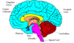 Maybe you would like to learn more about one of these? Neuroscience For Kids The Brain Right Down The Middle