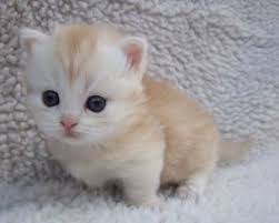 Kucing kaki pendek ini kemudian menjadi cikal bakal keturunan munchkin yang ada di masa kini. Harga Kucing Munchkin Terbaru 2020