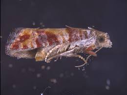 Image result for Rhytachne triaristata