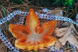 Image result for Eye Tray