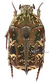 Image result for Phragmanthera proteicola