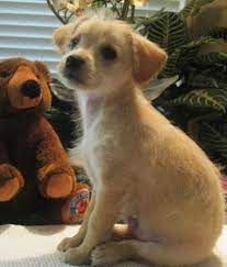 Poodle Chihuahua Mix Mutt Puppies Puppies Cute Animals