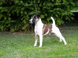 Image result for foxteriér hladkosrstý