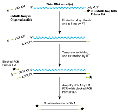 A cdna library is a combination of cloned cdna (complementary dna) fragments inserted into a collection of host cells, which constitute some portion of the transcriptome of the organism and are stored as a library. Single Cell Transcriptome Studies A Powerful Way To Highlight Subtle Differences Between Cells That May Be Hidden In A Population