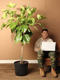 Image result for Ficus tesselata