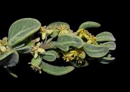Image result for Tetragonia spicata