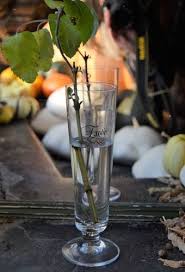 Bouturer Dans L Eau Ca Marche Et Pourtant Je N Y Croyais Pas Au Jardin Des Quatre Moineaux Boutures De Rose Boutures Promesses De Fleurs