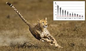 Cheetah Genes Mutated To Boost Muscle Strength And Make It