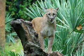 Florida Panther Jacksonville Zoo And Gardens Photo Jim Akright Where To Take Kids Best Family Vacations Florida Panther