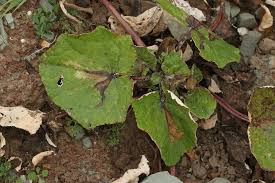 Image result for Scrobipalpula diffluella