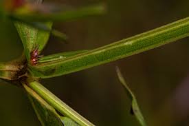 Image result for Spermacoce natalensis