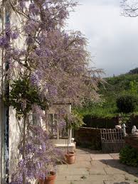 Denna typ kan blomma igen under sensommar och höst. Blaregn Wisteria Den Vakreste Av Klatreplantene