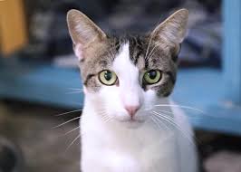 Cheap kitten adoption near me. Why Adopt Kitten Rescue