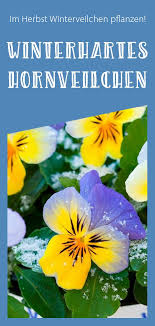 Winterveilchen Pflanzen Und Pflegen Plant Happy In 2020 Pflanzen Winterharte Blumen Winter