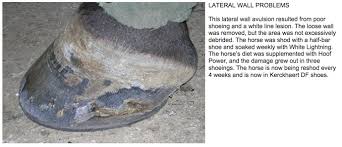 Preventing And Treating White Line Disease American Farriers Journal