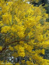 Yellow chevroned parakeets are the only ones that feed on the flowers and fruit of the silk floss tree. Drought Tolerant Yellow Flowering Acacia Trees