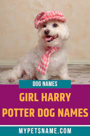 Both before and after harry potter, the world has seen many stories about magic, the chosen one, and the struggle against the dark masters. Girl Harry Potter Dog Names Harry Potter Dog Names Dog Names Harry Potter Pet Names