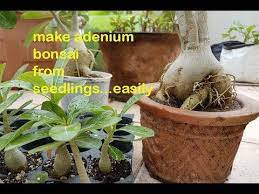 Pin On Adenium