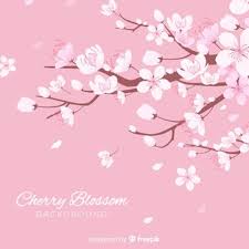 Seamless floral with cherry blossoms in full bloom on a pink. Cherry Blossom Tree Images Free Vectors Stock Photos Psd