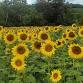Sunflowers in Sussex event image