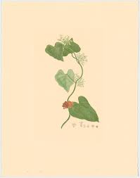 Image result for Lepistemon