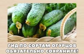 сад огород своими руками огурцы от а до я Gid Po Sortam Ogurcov Obyazatelno Sohranite Sadovodstvo Sad V Gorshke Ogorodnichestvo