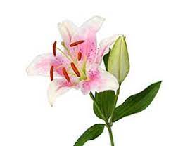 Hindi Translation Of Lily Collins English Hindi Dictionary