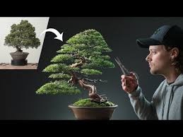 This juniper makes extensive use of both jin (deadwood branches) and shari (trunk deadwood). Bonsai Tree Care Guide For Beginners Corbyn Facts