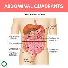 Contains most of small intestine and portions of large intestine; What Are The Four Quadrants Of The Abdomen First Aid For Free