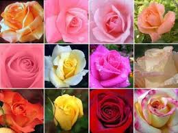 Nilai keanekaragaman ditentukan dengan menggunakan angka indeks. Keanekaragaman Hayati Tingkat Genetik Individu Dan Ekosistem Biologi Kelas 10