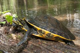 Image result for Pseudechinolaena