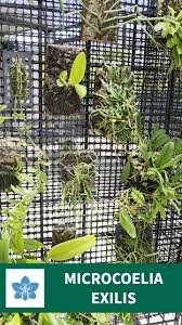 Image result for Microcoelia exilis