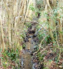 Find here detailed information about backyard pond installation costs. Creating A Woodland Pond And Encouraging Pond Life Woodlands Co Uk