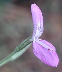 Image result for Dicliptera paniculata