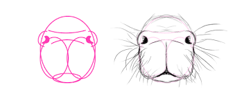 How To Draw Animals Big Rodents And Their Anatomy Biggest Rodent Animal Drawings Drawings