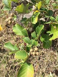 Image result for Rubus ellipticus