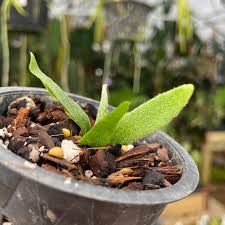 Image result for Platycerium