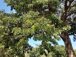 Image result for Baikiaea