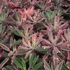 Maybe you would like to learn more about one of these? Kalanchoe Pink Butterfly Mother Of Thousands The Good Earth Nursery