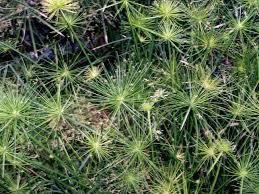 Image result for Cyperus haspan