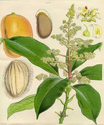 Image result for Mangifera indica