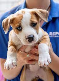 Check out our nationwide database of dogs looking for good homes. Dogs Rspca South Australia