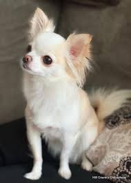 Hill Country Chihuahuas In 2020 Chihuahua Puppies Chihuahua Chihuahua Puppies For Sale