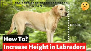 When labrador puppy weight growth chart first time emerges in a family, few masters think about how that dog will go with them on life long ten or fifteen years. How To Increase Your Labrador S Height Labrador Height Chart Youtube