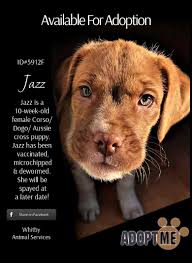 Jazz is a tricky girl! Bella... she's good at catch 😜