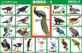 spectrum educational charts chart 110 birds 1